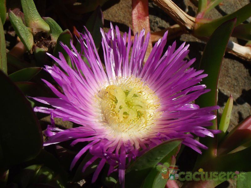 A photo of Carpobrotus chilensis
