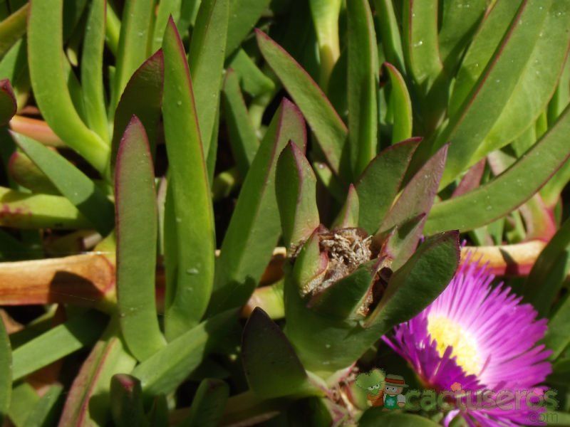 A photo of Carpobrotus chilensis