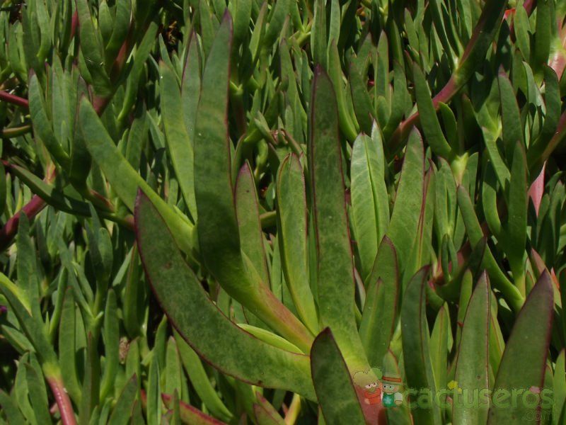 A photo of Carpobrotus chilensis