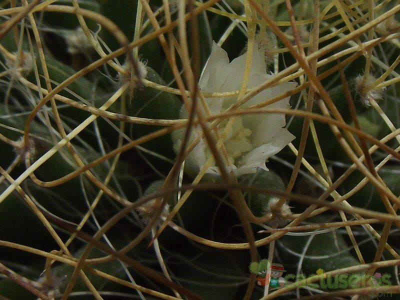 Una foto de Mammillaria decipiens ssp. camptotricha
