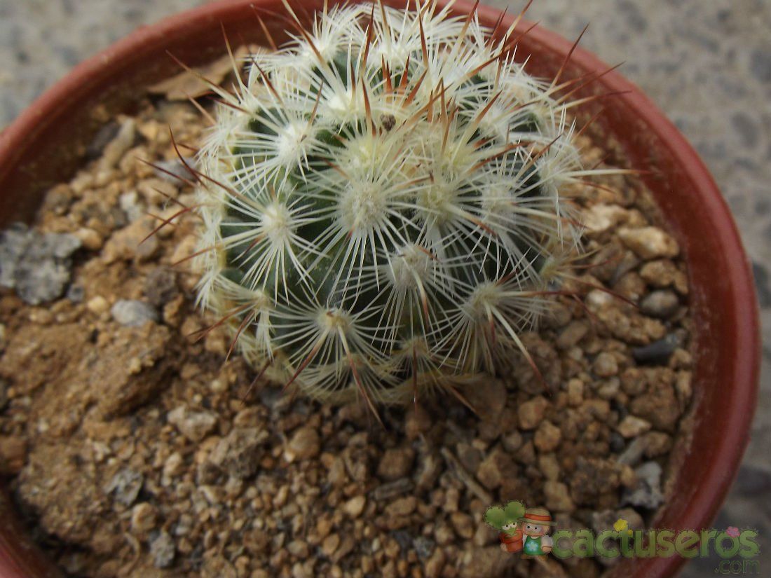 A photo of Mammillaria microhelia