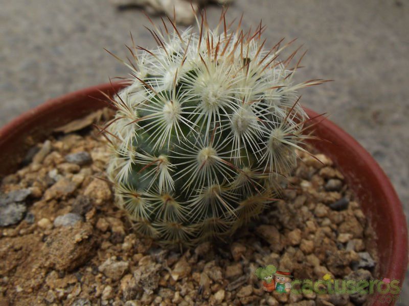 A photo of Mammillaria microhelia