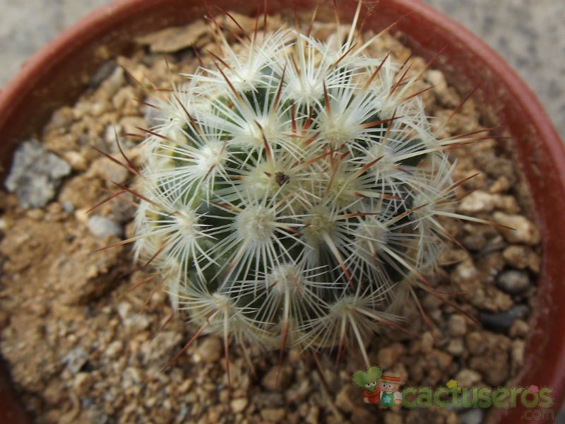 A photo of Mammillaria microhelia