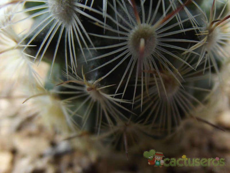 A photo of Mammillaria microhelia