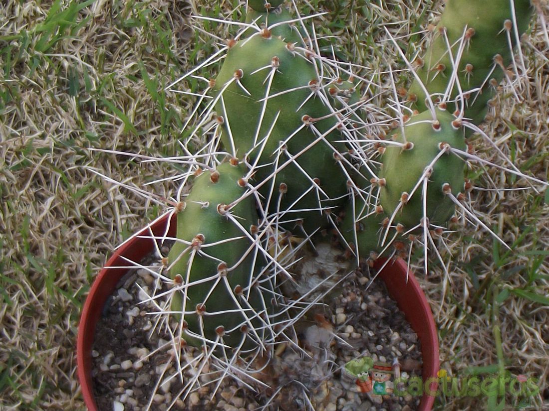 Una foto de Opuntia sulphurea