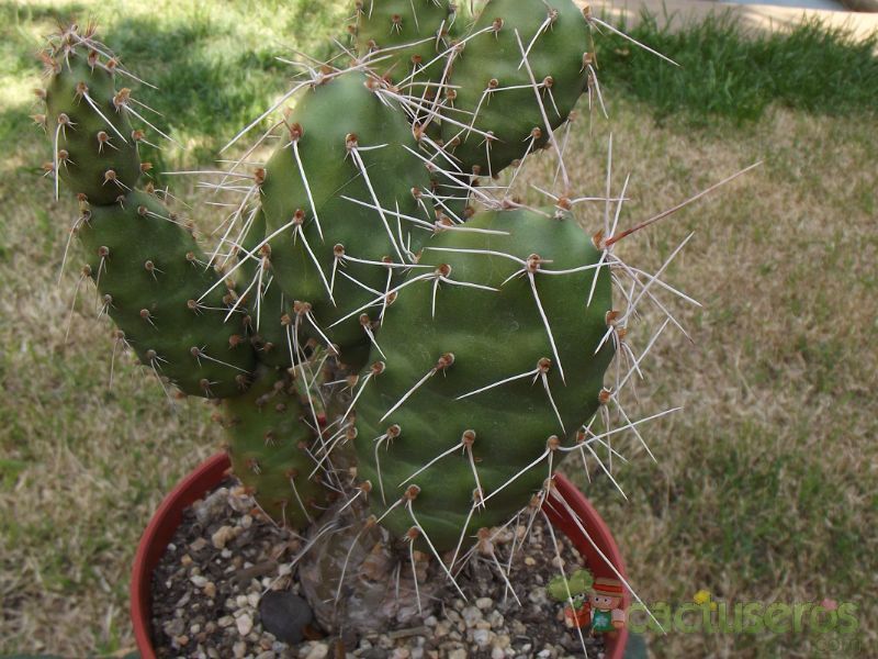Una foto de Opuntia sulphurea