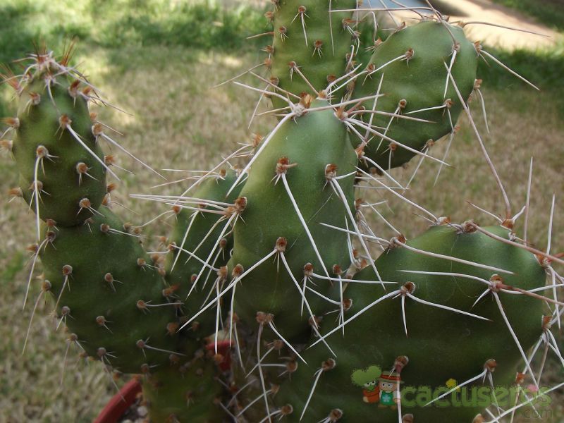 Una foto de Opuntia sulphurea