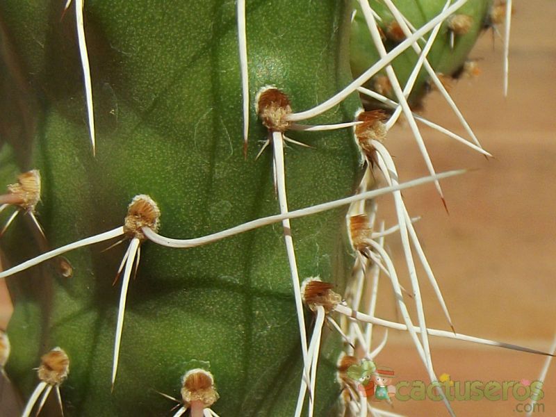 Una foto de Opuntia sulphurea