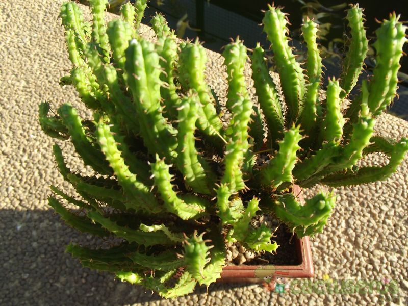 Una foto de Euphorbia mammillaris
