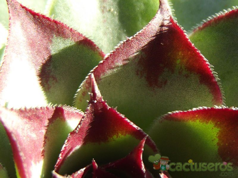 A photo of Sempervivum calcareum