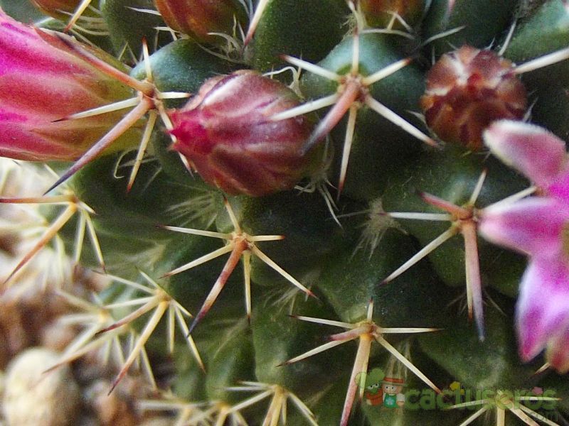 Una foto de Mammillaria mystax