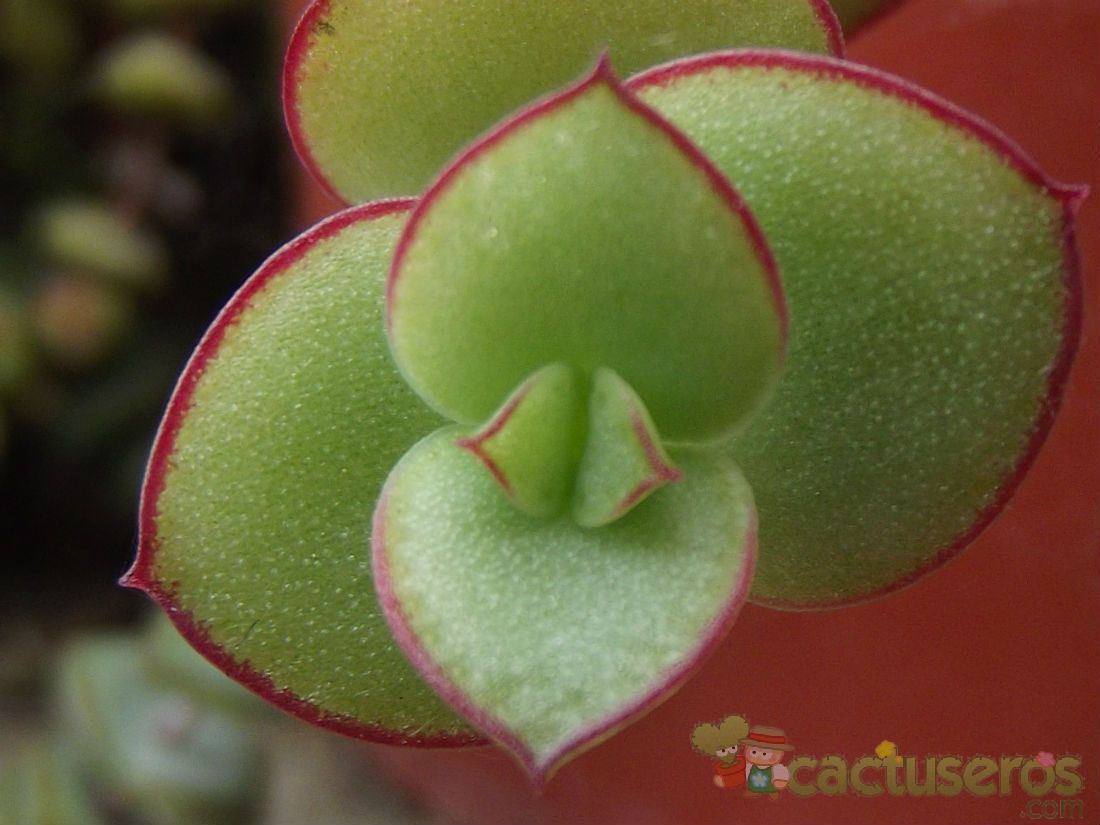 Una foto de Crassula pellucida ssp. marginalis