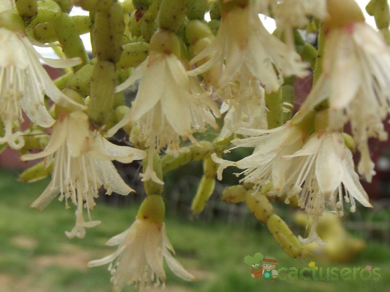 A photo of Rhipsalis cereuscula