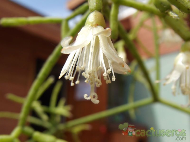 A photo of Rhipsalis cereuscula