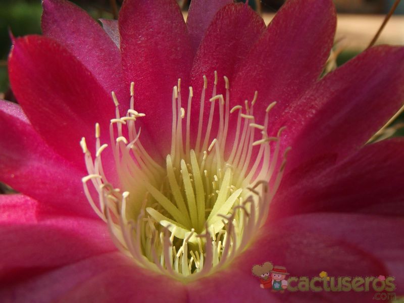 Una foto de Echinopsis pentlandii