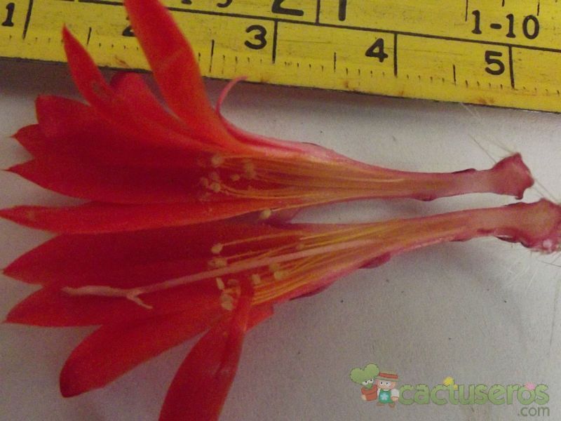 A photo of Rebutia minuscula