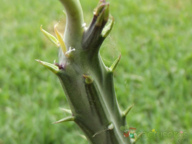 A photo of Kleinia stapeliiformis