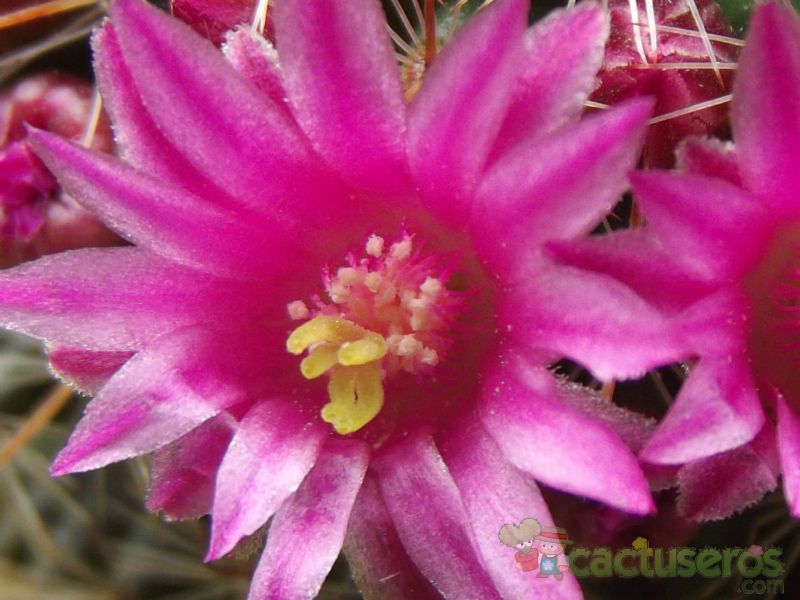 A photo of Mammillaria meyranii