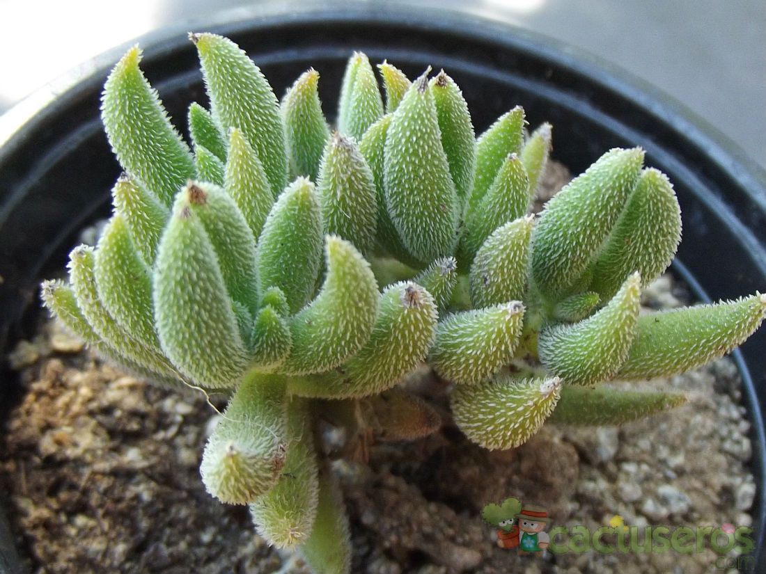 Una foto de Crassula mesembryanthemoides