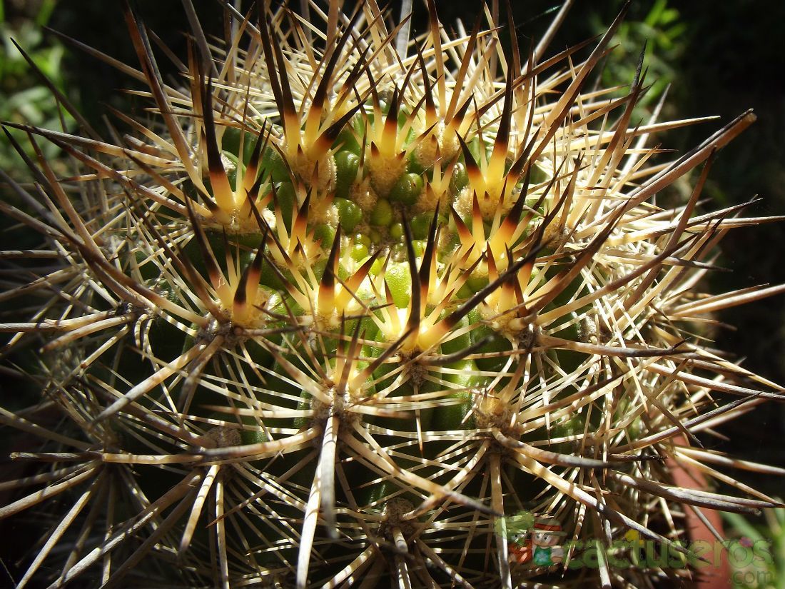 A photo of Eriosyce subgibbosa ssp. nigrihorrida