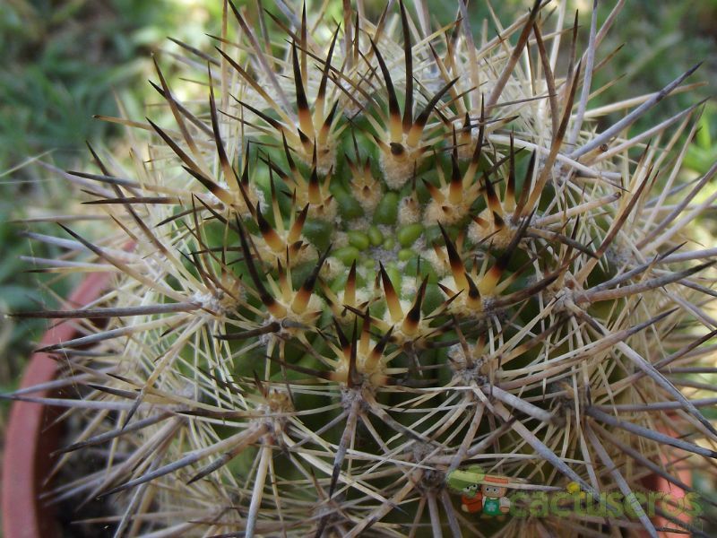 A photo of Eriosyce subgibbosa ssp. nigrihorrida