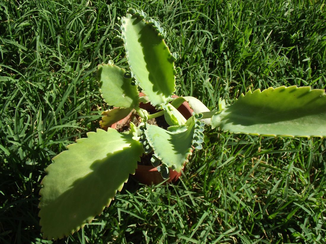 A photo of Bryophyllum laetivirens