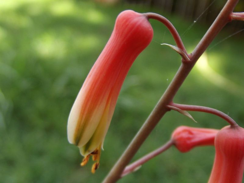 Una foto de Aloe cv. pink blush