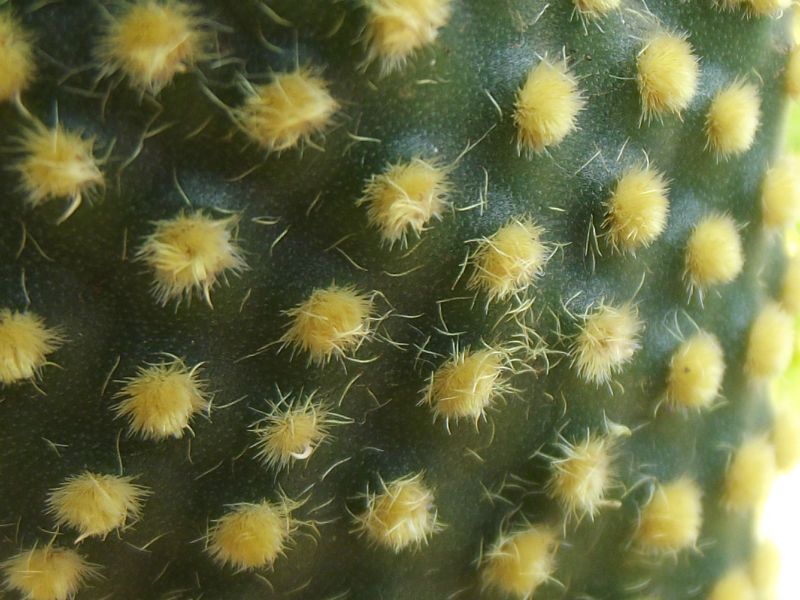 Una foto de Opuntia microdasys fma. crestada