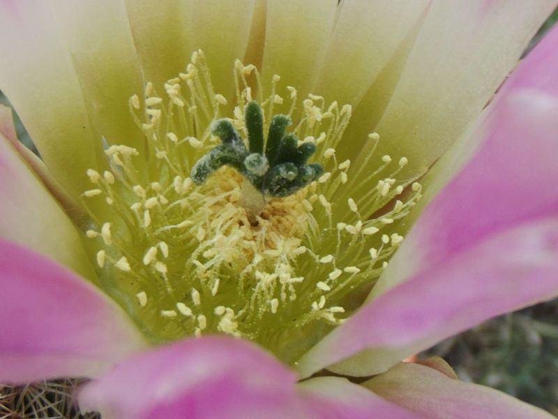 Una foto de Echinocereus pectinatus