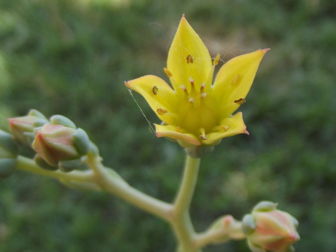 A photo of Graptoveria cv. Titubans (Graptopetalum paraguayense x Echeveria derenbergii)