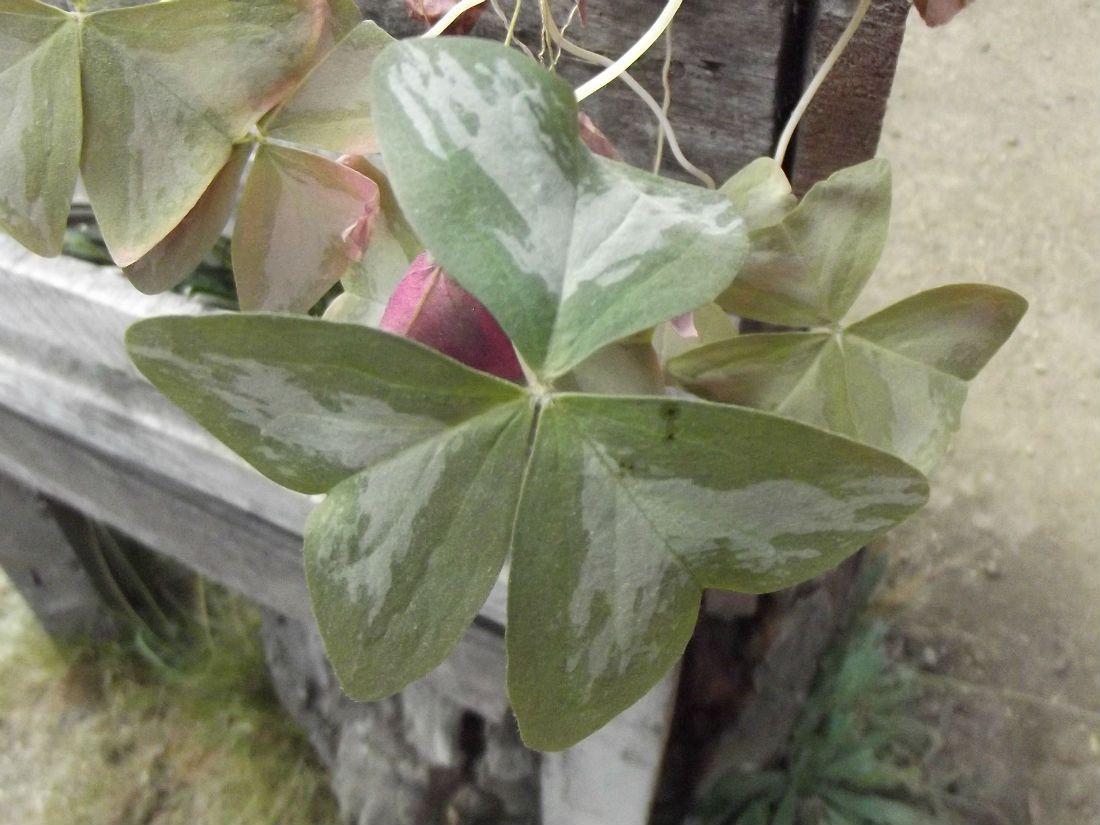 Una foto de Oxalis triangularis subsp. papilionacea