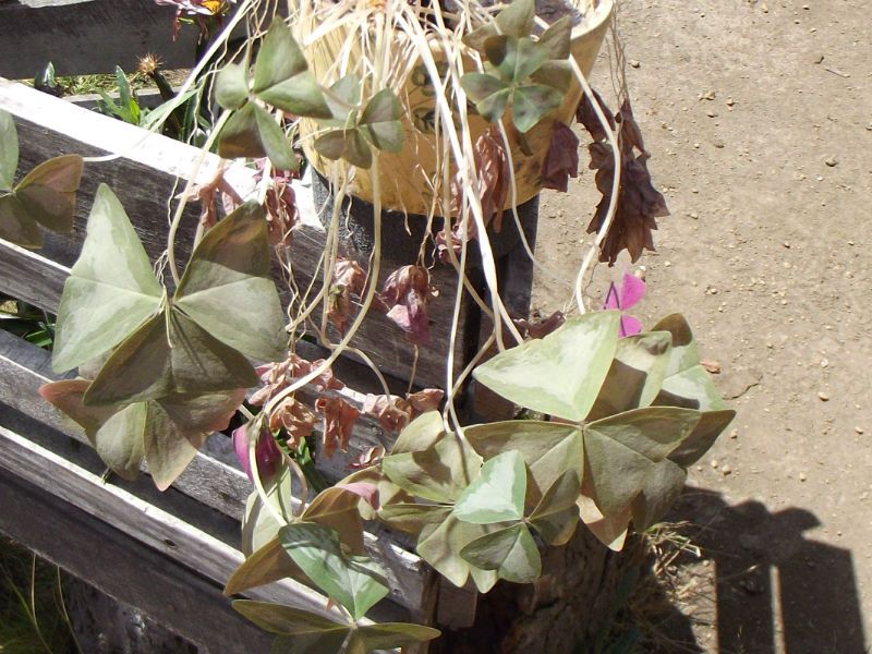 A photo of Oxalis triangularis subsp. papilionacea