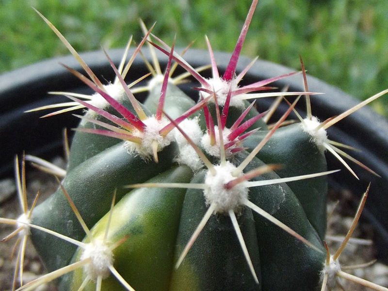 Una foto de Ferocactus diguetii (HIBRIDO) fma. variegada