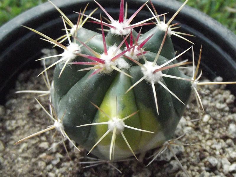 A photo of Ferocactus diguetii (HIBRIDO) fma. variegada