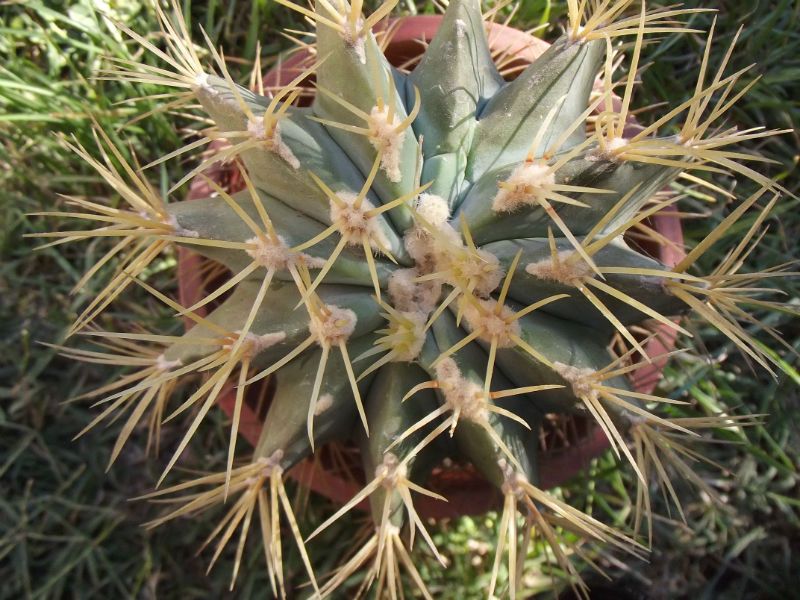 Una foto de Ferocactus glaucescens