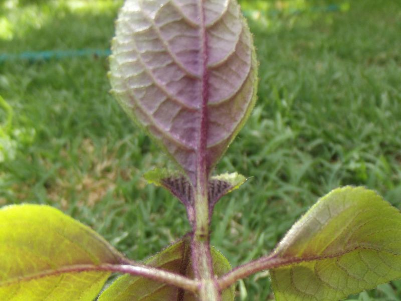 Una foto de Plectranthus ciliatus  