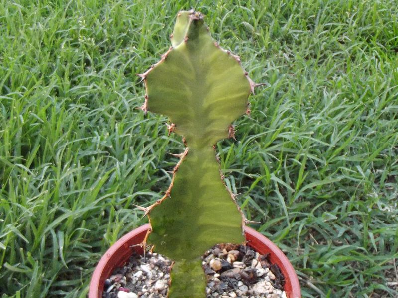 Una foto de Euphorbia breviarticulata  