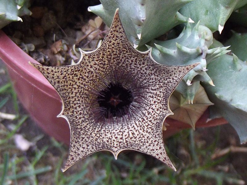 A photo of Huernia barbata  