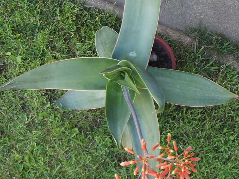 A photo of Aloe karasbergensis