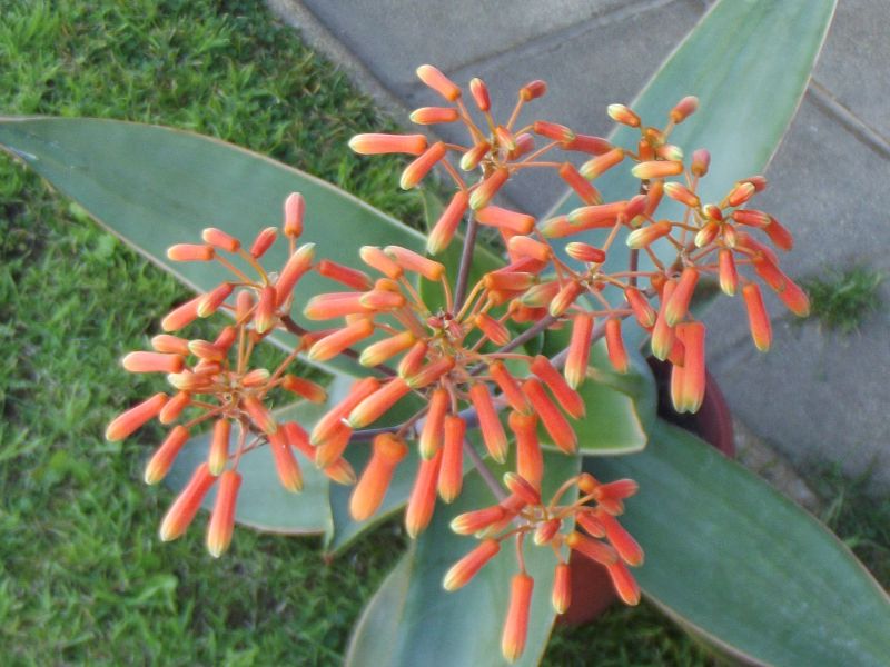 A photo of Aloe karasbergensis