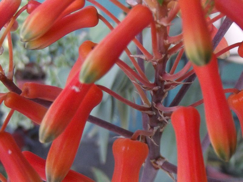 A photo of Aloe karasbergensis