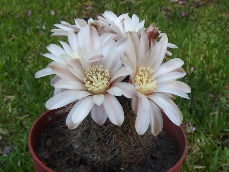 A photo of Gymnocalycium bruchii