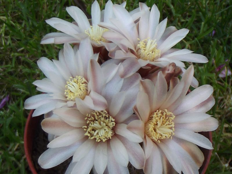 A photo of Gymnocalycium bruchii
