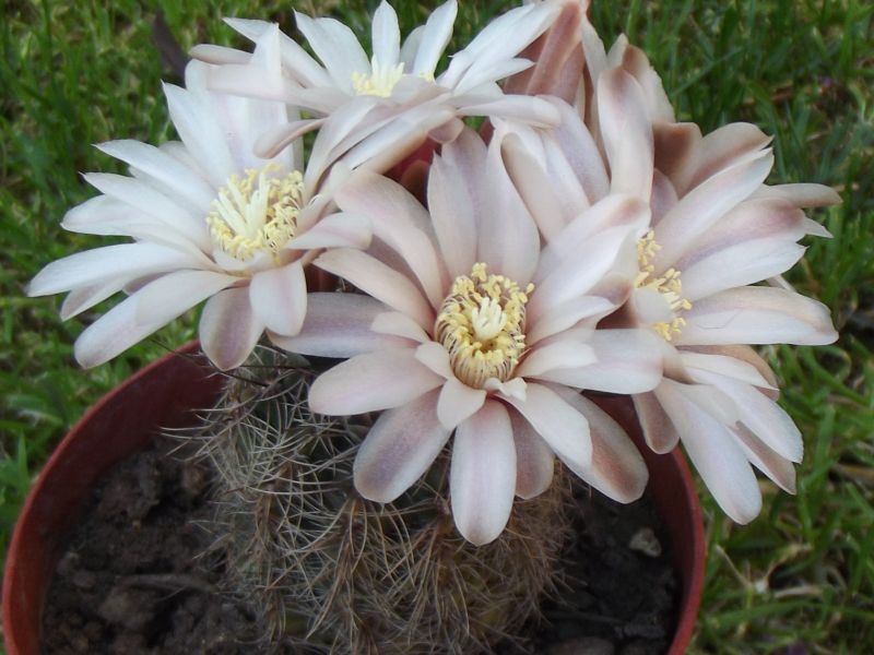A photo of Gymnocalycium bruchii