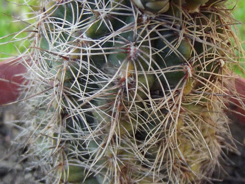 A photo of Gymnocalycium bruchii