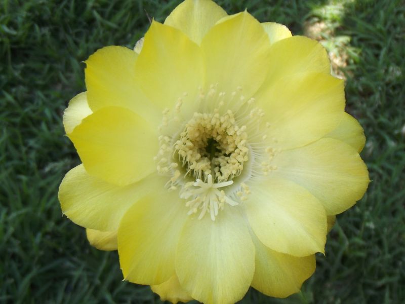 Una foto de Echinopsis aurea