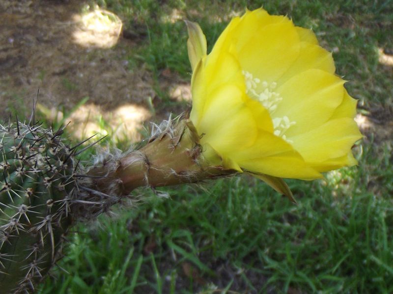 Una foto de Echinopsis aurea