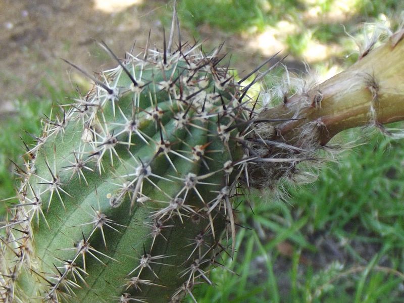 Una foto de Echinopsis aurea