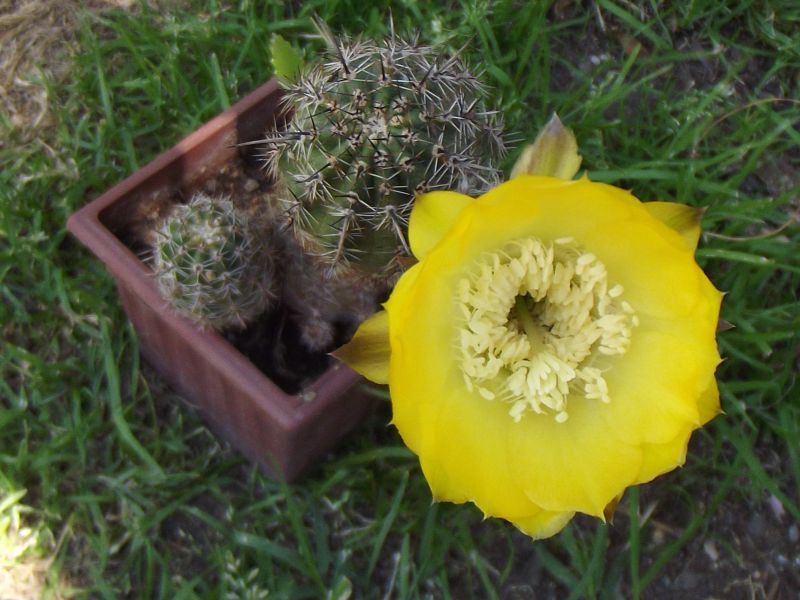 Una foto de Echinopsis aurea