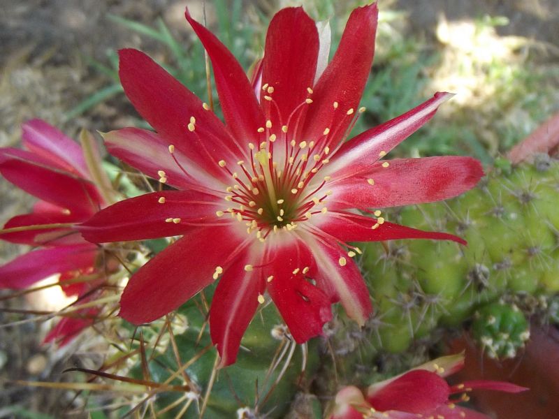 A photo of Echinopsis pentlandii